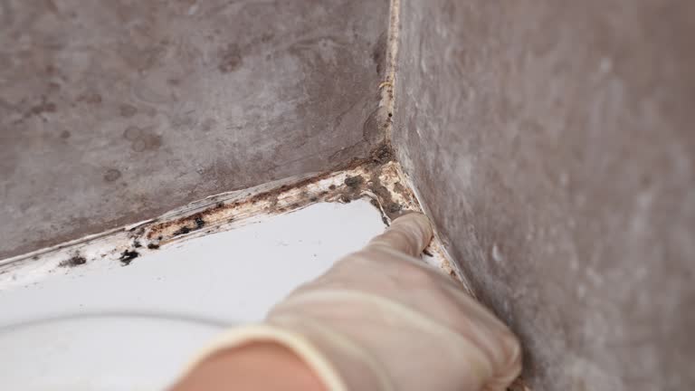 Best Dehumidification Services  in Adel, GA
