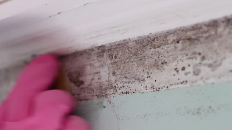 Professional Mold Removal in Adel, GA